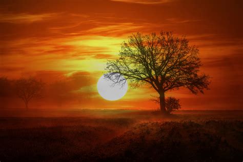 Tree At Sunset Free Stock Photo Public Domain Pictures