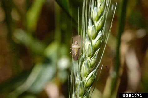 Rice Stink Bug Oebalus Pugnax On Common Wheat Triticum Aestivum