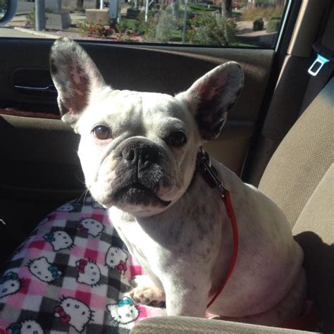 Our french bulldog rescue is very limited as most people prefer to try and sell their frenchies to make a buck. Penelope, French Bulldog | | M.A.I.N. - Medical Animals In Need, Dog Rescue in Phoenix Arizona