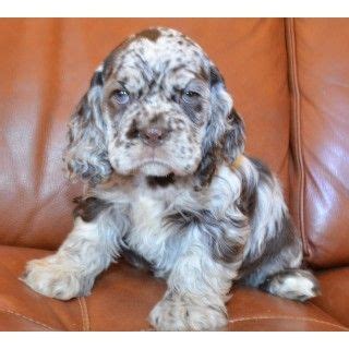 We have 7 beautiful cocker spaniel puppies ready to leave in just 7 days for sale all must find there forever home these puppies are doing really well mum is kennel club registered cocker spaniel boy for sale, last available from litter of 5 i have for sale a kc registered cocker spaniel puppy. AKC Male Chocolate Merle Cocker Spaniel Puppy For Sale ...