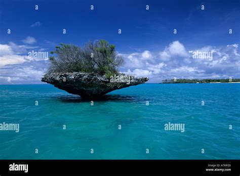 Mushroom Shaped Island Aldabra Atoll Seychelles Aldabra Atoll Indian