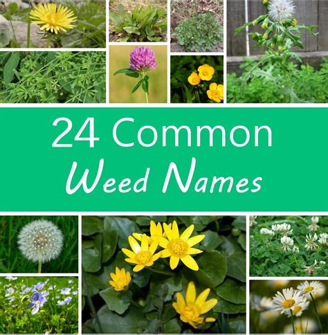 A Guide To Names Of Weeds With Pictures Dengarden