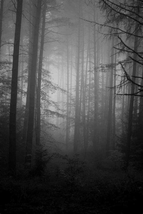 35786 Km Mystical Forest Misty Forest Magical Forest