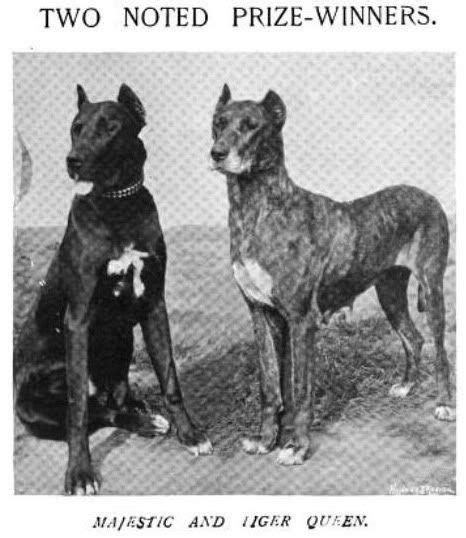 1897 Great Danes Great Dane Vintage Dog Old Dogs