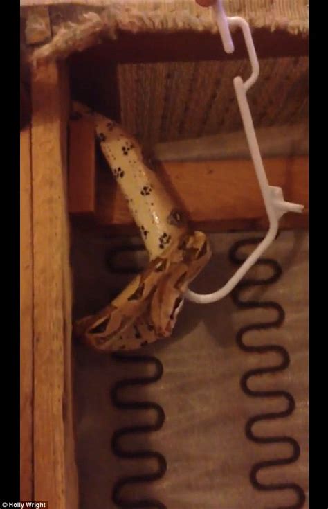 Michigan Woman Finds Four Foot Snake Living In Her Second