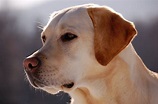 Labrador Retriever: carattere, salute, alimentazione, allevamenti e ...