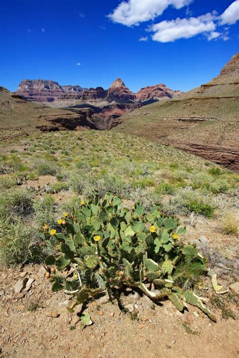 Grand Canyon Cactus Landscape Stock Image Image Of Park Petals 24702797