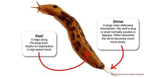 Slug Anatomy Hover To Hold Slugs Anatomy Life Cycles
