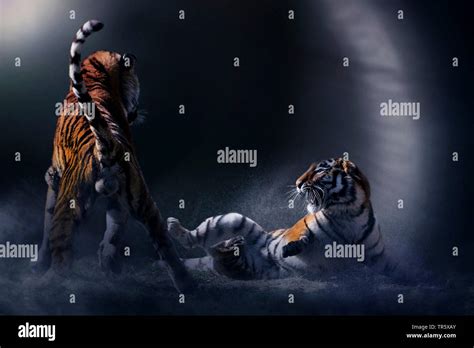 Siberian Tiger Amurian Tiger Panthera Tigris Altaica Two Fighting