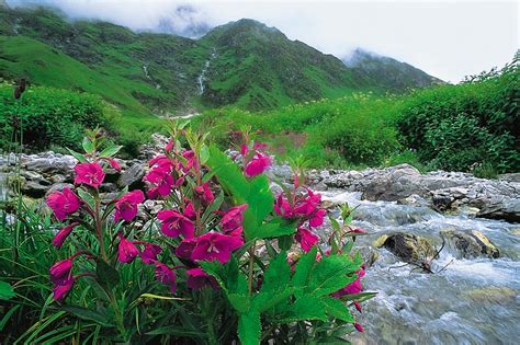 Uttarakhand The Valley Of Flowers Outlook Traveller