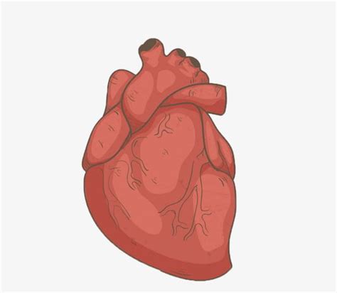 Hand Drawn Human Heart Png Clipart Drawn Clipart Element Hand Hand