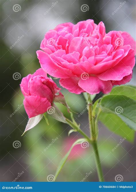 Rosebud And Pink Rose Stock Photo Image Of Flower Opening 70660684