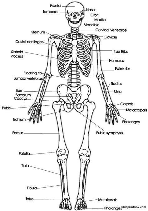 Anterior Skeleton Free Plans And Blueprints Of