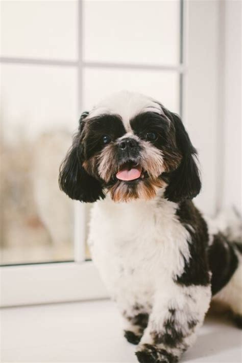 Purebred Small Fluffy Dog Shih Tzu Sitting In The Window In The White