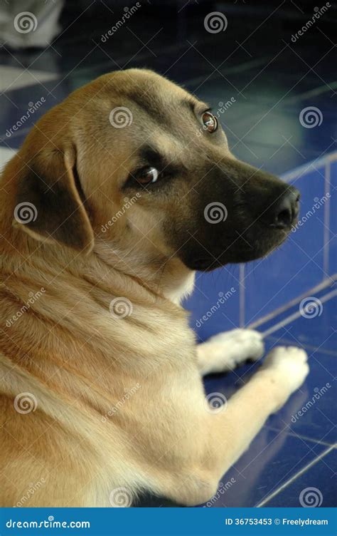Dog In Doubt Stock Image Image Of Ideas Animal Gazing 36753453