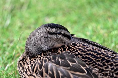 Sleepy Duck Stuart Saunders Flickr