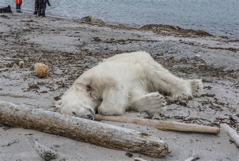 Polar Bear Killed Killed By Guard In Norway Canyon News