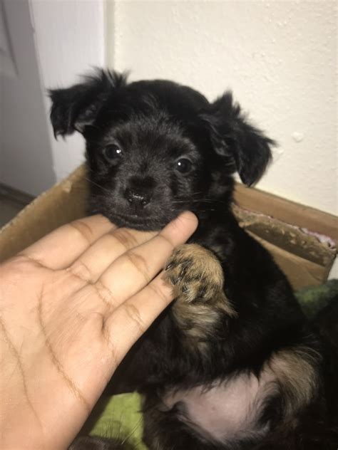 Find 10 listings related to palm beach puppies in west palm beach on yp.com. Chihuahua Puppies For Sale | Palm Beach Lakes Boulevard, West Palm Beach, FL #318921