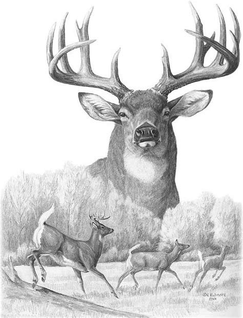 North American Nobility Whitetail Deer Drawing By Laurie Mcginley