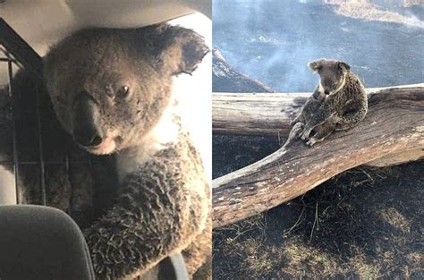 This Photo Of A Koala Hugging Its Baby After A Bushfire