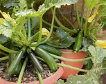 11 ortaggi da coltivare in vaso | Guida Giardino