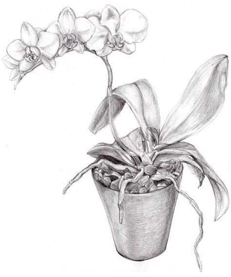 Bw Orchid Drawing Orchid Drawing Orchids Painting Flower Drawing Images