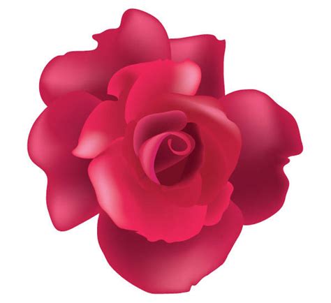 Vector Rose Flower Free
