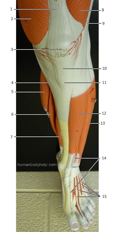 Anterior Leg Human Body Help