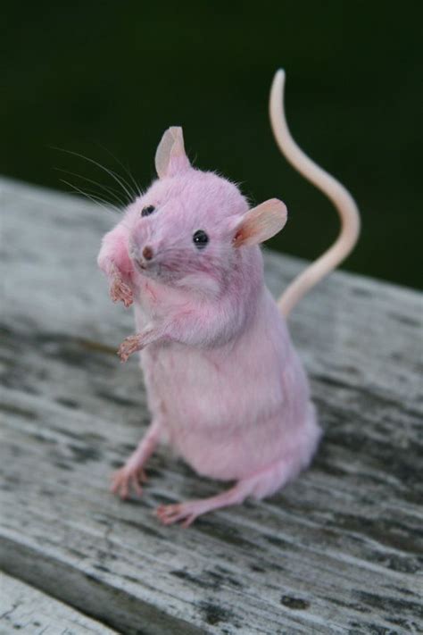 Reserved For Lorna Pink Dyed Taxidermy Mouse Anthropomorphic Etsy