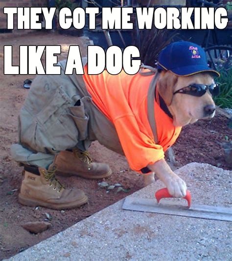 They Got Me Working Like A Dog To Brighten Your Day With