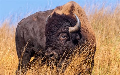 Pulling Hairs To Protect Bison