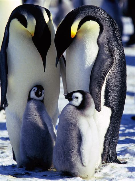 The emperor penguin (aptenodytes forsteri) is the tallest and heaviest of all living penguin species and is endemic to antarctica. Emperor Penguin Adaptations