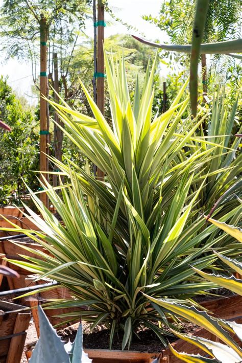 Color Guard Adams Needle Yucca Filamentosa J J Growers Nursery
