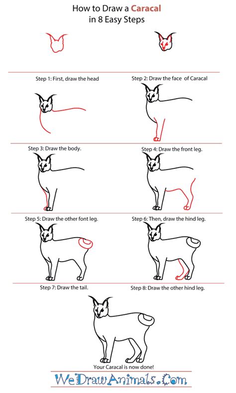 How To Draw A Caracal