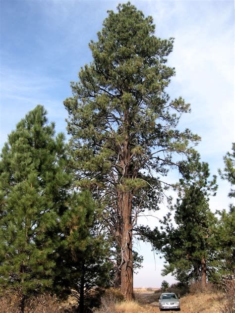 Biogeoclimatic Zones Of British Columbia Ponderosa Pine