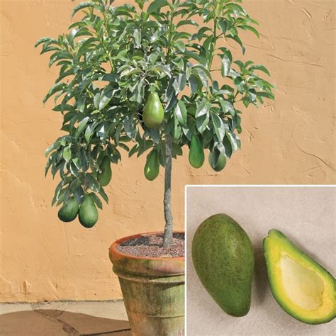Maybe you would like to learn more about one of these? Avocado Trees & Plants for sale at Logee's: Avocado 'Day ...