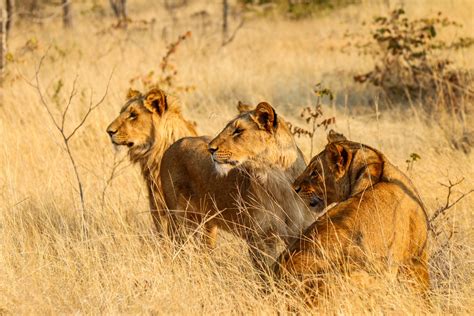 Zambia Lion Populations Intermingle On Land Believed To Be 