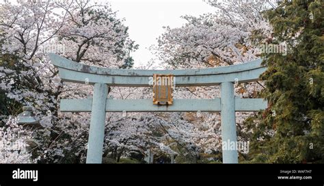 Shinto Shrine White Torii Gate With Cherry Blossoms Munetada Jinja