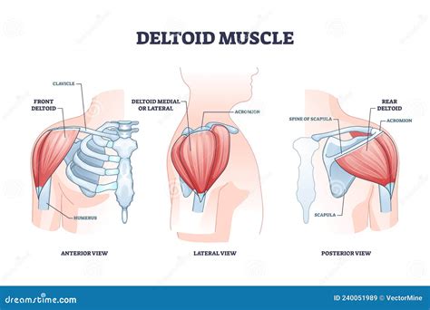 Músculo Deltoide Y Hombro Esquelético Estructura Anatómica Diagrama De