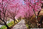 春天快到了，來個櫻花特集吧（一）櫻花介紹 (*´∀`)~♥ - lf2830922的創作 - 巴哈姆特