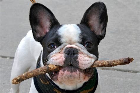 French bulldog training tips 3 tips when starting training with your puppy. Training your Frenchie to come when called - French ...