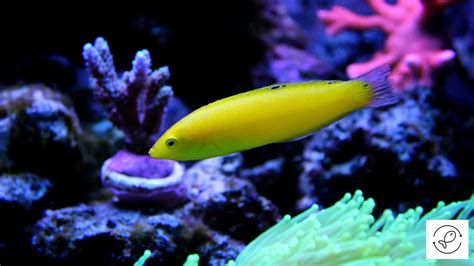 Wrasse Care And 101 Interesting Facts About Wrasses