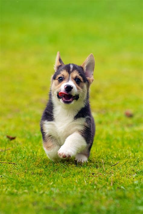 See more of free corgi puppies for adoption on facebook. Corgi Puppies 27 | Daniel Stockman | Flickr