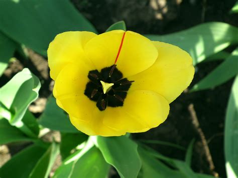 Fotos Gratis Naturaleza Pétalo Florecer Tulipán Primavera Verde