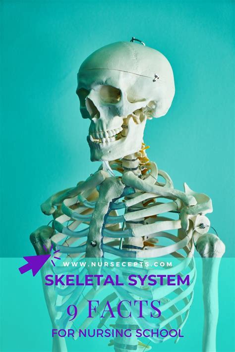 9 Facts About The Skeletal System Every Nursing Student Should Know