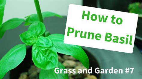 How To Prune Basil For A Bigger Yield Youtube