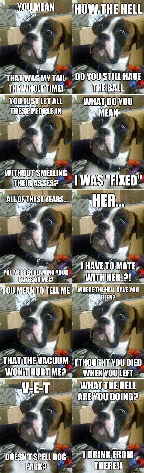 Baffled Boxer What Do You Mean I Was Fixed Crazy Funny Pictures
