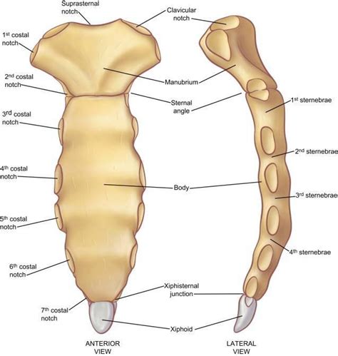 Αποτέλεσμα εικόνας για suprasternal notch Rib Cage Anatomy Anatomy