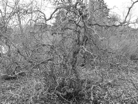 Gnarly Tree Free Photo Download Freeimages
