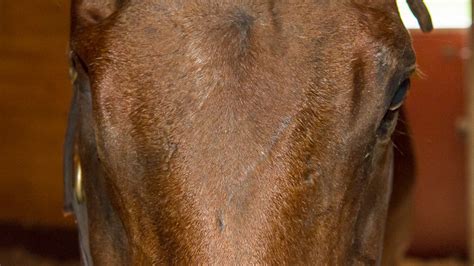 Ocular System In Horses Enucleation The Horses Advocate